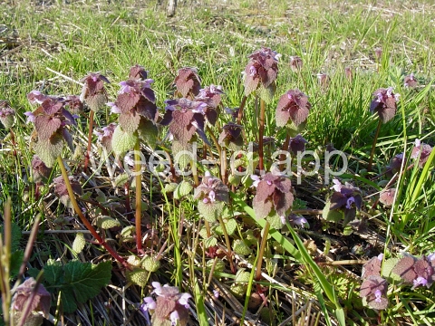 deadnettle, purple